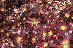 J-Wiener_LA_DesertPlants_2911