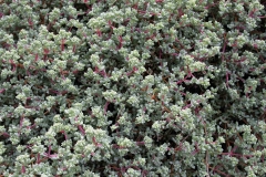 J-Wiener_LA_DesertPlants_2917
