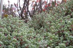 J-Wiener_LA_DesertPlants_2920