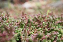 J-Wiener_LA_DesertPlants_2994