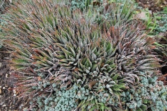 J-Wiener_LA_DesertPlants_3005