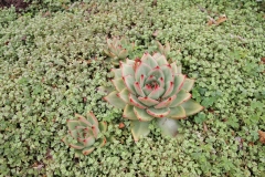 J-Wiener_LA_DesertPlants_3008