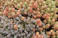 J-Wiener_LA_DesertPlants_3011