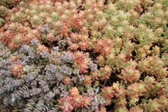 J-Wiener_LA_DesertPlants_3013