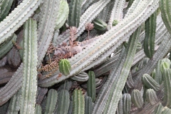 J-Wiener_LA_DesertPlants_3019