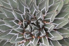 J-Wiener_LA_DesertPlants_3033