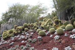 J-Wiener_LA_DesertPlants_3035