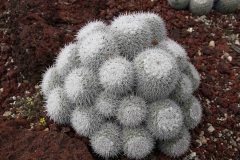 J-Wiener_LA_DesertPlants_3037
