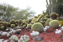 J-Wiener_LA_DesertPlants_3039