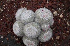 J-Wiener_LA_DesertPlants_3042
