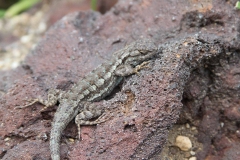 J-Wiener_LA_DesertPlants_3059