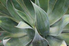 J-Wiener_LA_DesertPlants_3074