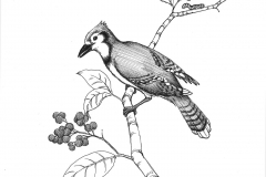 Blue-Jay_Pen