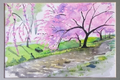 Cherry-Blossoms_Central-Park