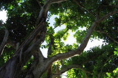 BanyanTree