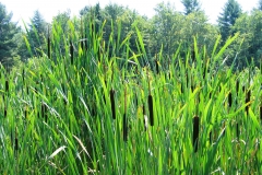 CatTails