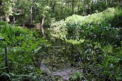 FloridaSwamp1