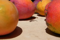 Gecko-Mango