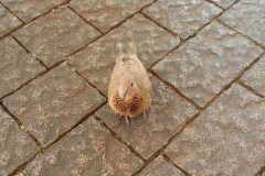 Hungry-Dove