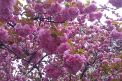 Jeffrey-Wiener_Spring-Blossoms