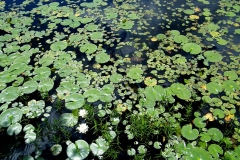 North-Eastern-Pond