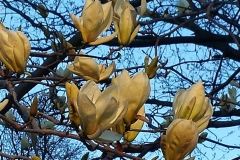Sunset_Magnolia_sm