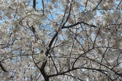 WhiteCherryBlosoms_sm