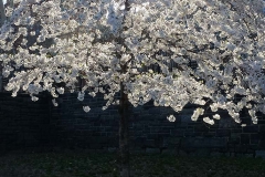 WhiteCherryBlossom_CarlShurtz_sm